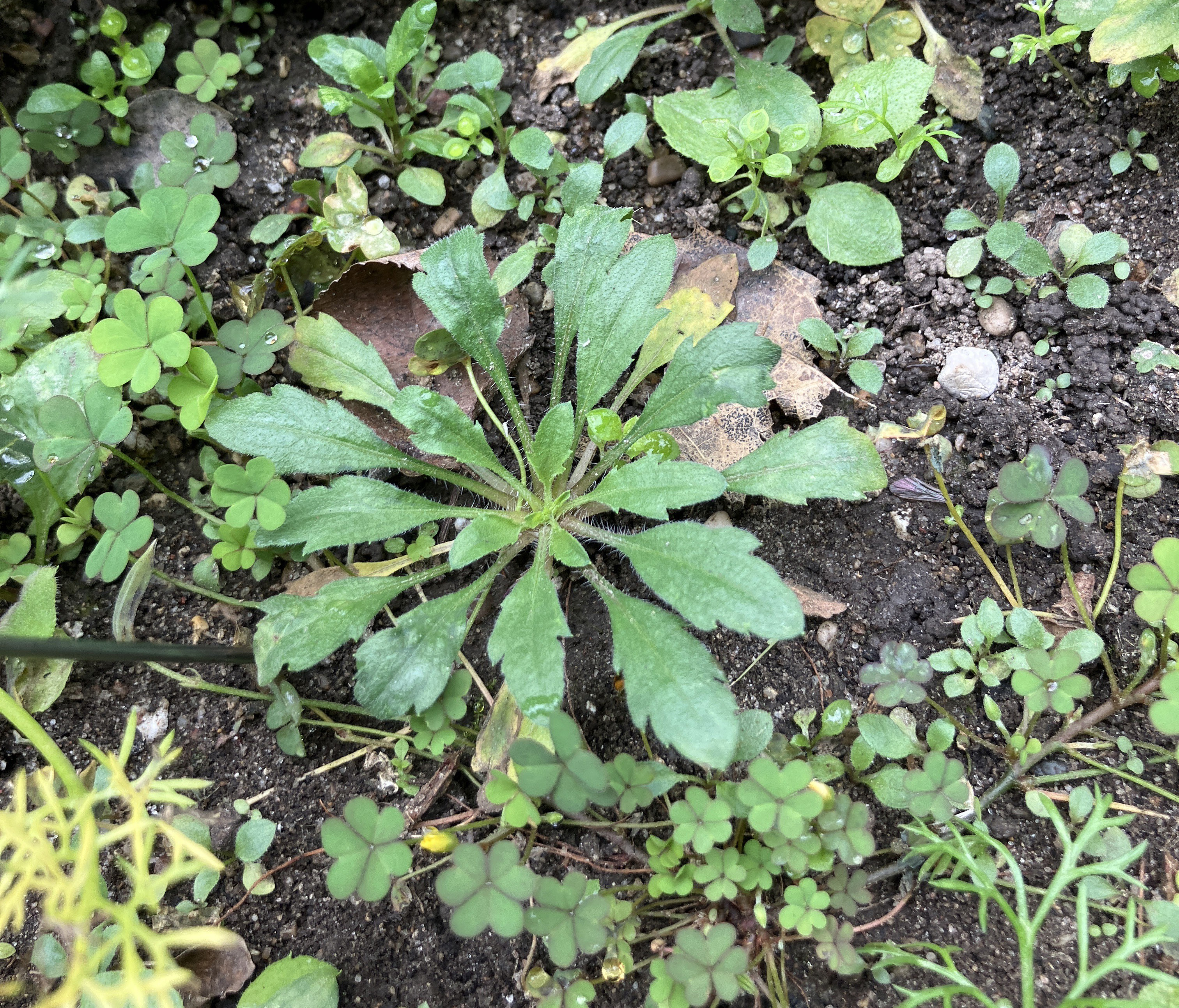 Marestail/horseweed